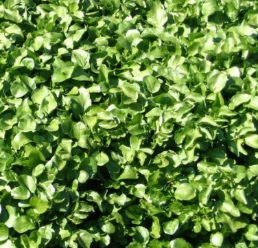 500 Seeds Cress, Pepper Cress Herb Seeds E52.8, Fresh & Non GMO Plantations