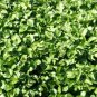 500 Seeds Cress, Pepper Cress Herb Seeds E52.8, Fresh & Non GMO Plantations