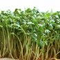 500 Seeds Cress, Pepper Cress Herb Seeds E52.8, Fresh & Non GMO Plantations