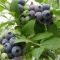 100 Seeds Blueberry Seeds E10.2, Blue Berry Fruit Bush Seeds Plantations