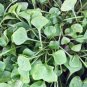 500 Seeds Organic Herb Winter Purslane Seeds T62.5, Claytonia Perfoliata Plantations