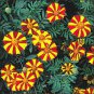 30 Seeds, French Marigold - Jolly Jester B105.5, Garden Flowers Plantations