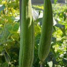 25 Seeds, LUFFA LOOFA SPONGE Dishcloth GOURD E90, Organic NON-GMO Plantations