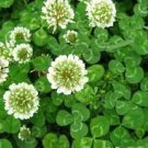 1 OZ Seeds White Dutch Clover Seeds F104, Home Garden DIY Ground Cover Seeds lantations