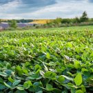 500 Black Laredo Forage Soybean Seeds E202, Non GMO For Wildlife Nitrogen Fixer Plantations
