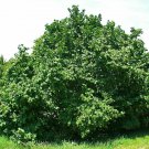 20 Seeds AMERICAN HAZELNUT TREE T87, Filbert Corylus Americana Fruit Nuts Plantations