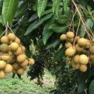 10 PCS Dimocarpus Longan Seeds E8, Dragon Eye Fruit Sweet Delicious Plantations