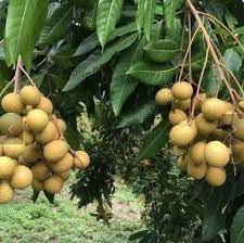 10 PCS Dimocarpus Longan Seeds E8, Dragon Eye Fruit Sweet Delicious Plantations