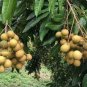 10 PCS Dimocarpus Longan Seeds E8, Dragon Eye Fruit Sweet Delicious Plantations