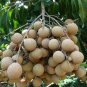 10 PCS Dimocarpus Longan Seeds E8, Dragon Eye Fruit Sweet Delicious Plantations