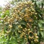 10 PCS Dimocarpus Longan Seeds E8, Dragon Eye Fruit Sweet Delicious Plantations