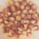 50 Seeds Large Maize Rojo E190, Red Dent Corn seeds Mexican heirloom non-GMO Plantations