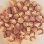 50 Seeds Large Maize Rojo E190, Red Dent Corn seeds Mexican heirloom non-GMO Plantations