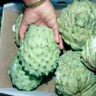 10 Seeds of Cherimoya, Custard Sugar Apple E137, Home Garden Fruit Seeds Plantations