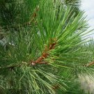 1 Tree Seedling 4"~7" Tall Georgia Long Needle Pine Trees P2, Hardy Trees Plantations