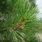 1 Tree Seedling 4"~7" Tall Georgia Long Needle Pine Trees P2, Hardy Trees Plantations
