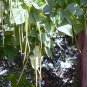 NORTHERN CATALPA Catalpa Speciosa - 20+ SEEDS Plantations