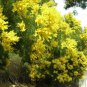 GREEN WATTLE ACACIA Acacia Decurrens - 5 SEEDS Plantations