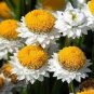 WINGED STEMMED DAISY Ammobium Alatum - 100+ SEEDS Plantations