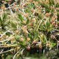 MOUNTAIN MAHOGANY Cercocarpus Montanus 10 SEEDS Plantations