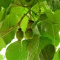 CHINESE ACTINIDIA Actinidia Chinensis 10 SEEDS Plantations