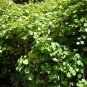 CHINESE ACTINIDIA Actinidia Chinensis 20 SEEDS Plantations