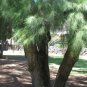 RIVER SHE-OAK Casuarina Cunninghamiana 10 SEEDS Plantations