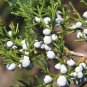 EASTERN RED CEDAR Juniperus Virginiana 15 SEEDS Plantations