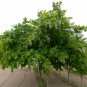 YELLOWWOOD Cladrastis Lutea 5 SEEDS Plantations