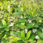 CHRISTMAS BERRY Ilex Vomitoria 5 SEEDS Plantations