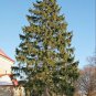 NORWAY SPRUCE Picea Abies - 15 SEEDS Plantations