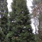 INCENSE CEDAR Libocedrus Decurrens 5 SEEDS Plantations
