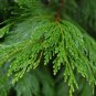 INCENSE CEDAR Libocedrus Decurrens 10 SEEDS Plantations