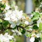 ANTONOVKA APPLE Malus Domestica Antonovka 5 SEEDS Plantations