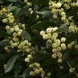 BLACKWOOD ACACIA Acacia Melanoxylon 10 SEEDS Plantations