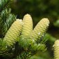 MANCHURIAN FIR Abies Holophylla 5 SEEDS Plantations