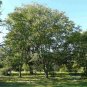 CHINESE LACQUER TREE Toxicodendron Vernicifluum 5 SEEDS Plantations