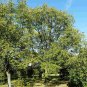 CHINESE LACQUER TREE Toxicodendron Vernicifluum 10 SEEDS Plantations