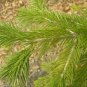 HIMALAYAN FIR Abies Pindrow - 15 SEEDS Plantations
