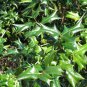 CHINESE HOLLY Ilex Cornuta - 10 SEEDS Plantations