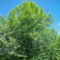 BLACKGUM Nyssa Sylvatica - 4 SEEDS Plantations