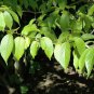 HARDY RUBBER TREE Eucommia Ulmoides 5 SEEDS Plantations