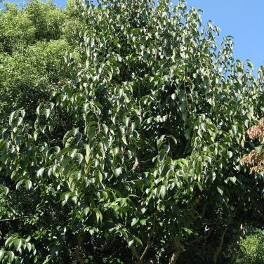 HARDY RUBBER TREE Eucommia Ulmoides 10 SEEDS Plantations