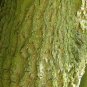 HARDY RUBBER TREE Eucommia Ulmoides 10 SEEDS Plantations