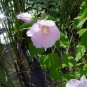 PINK MALLOW Hibiscus Moscheutos Palustris 15 SEEDS Plantations