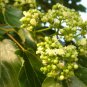 JAPANESE RAISIN TREE Hovenia Dulcis - 15 SEEDS Plantations