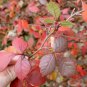 FRAGRANT LEMON SUMAC Rhus Aromatica - 10 SEEDS Plantations