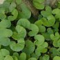 ASIAN PONYSFOOT Dichondra Micrantha 10 SEEDS Plantations