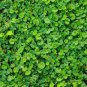 ASIAN PONYSFOOT Dichondra Micrantha 20 SEEDS Plantations
