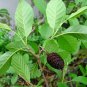 JAPANESE ALDER Alnus Japonica 30 SEEDS Plantations